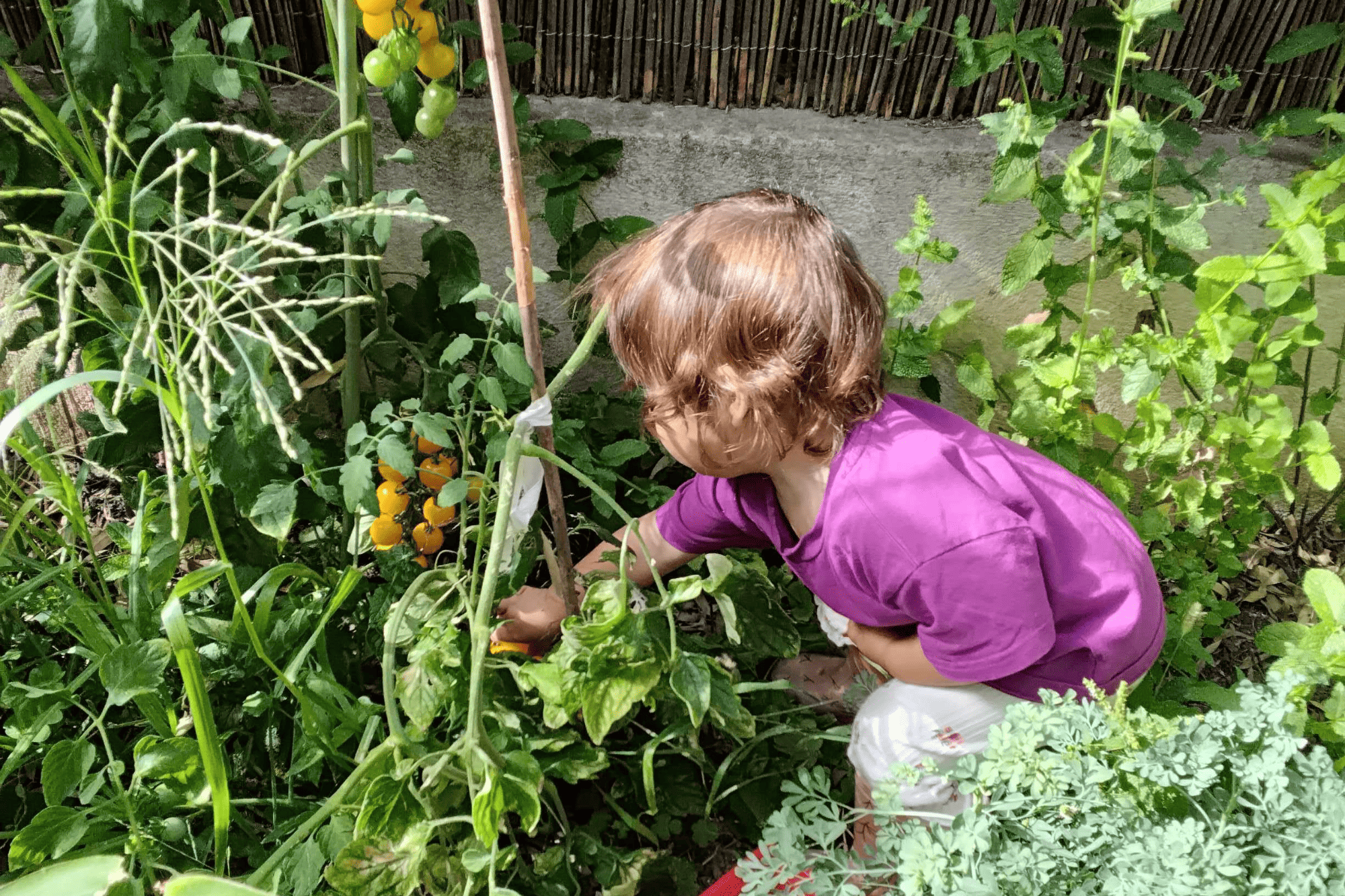 Enfant dans le potager de la crèche Nursea Sebastopol