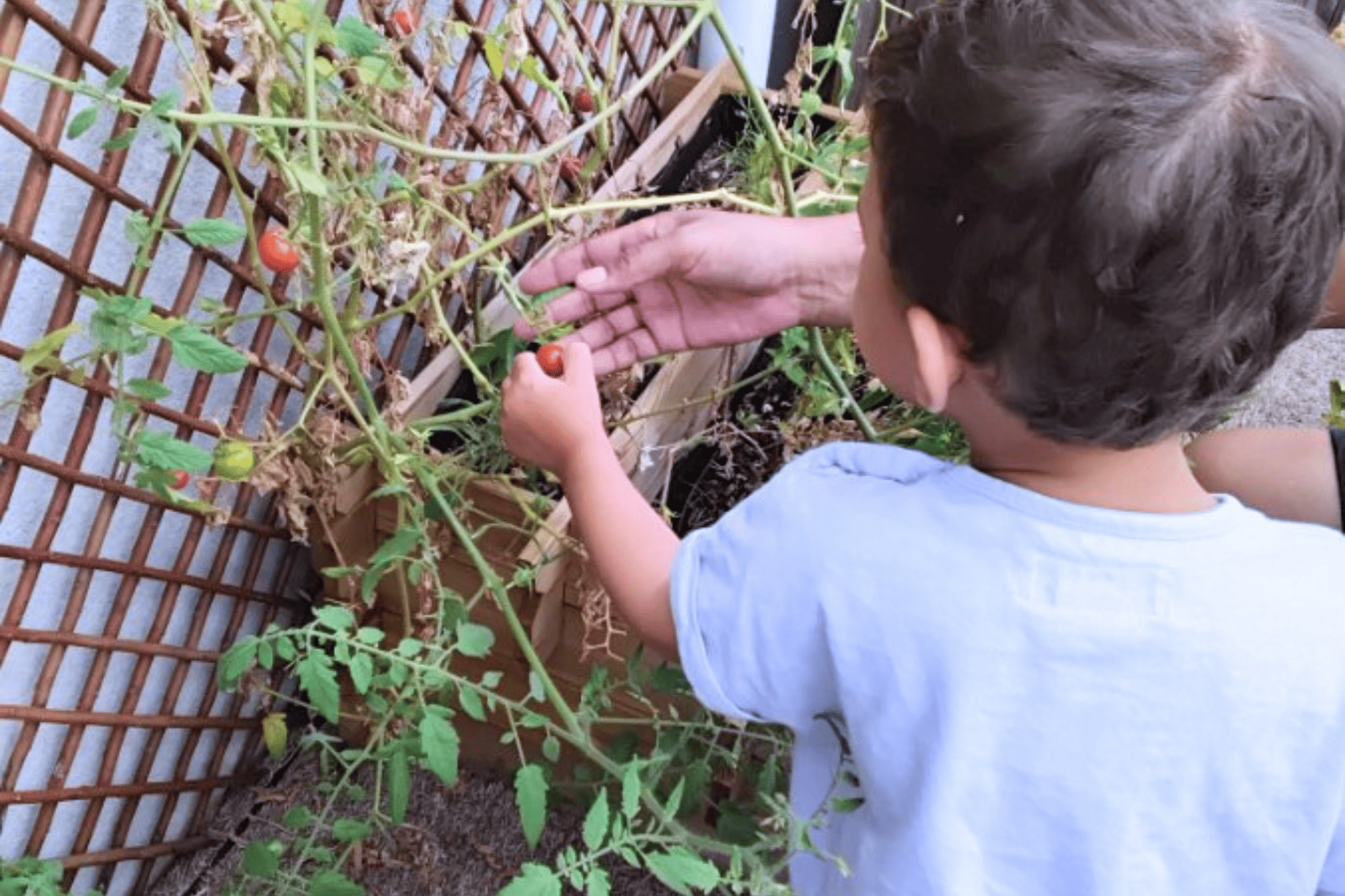 Cueillette dans le potager de la micro-crèche Nursea Perier à Marseille 13008